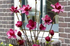 Beverboom (Magnolia 'Genie') -Planten Verkoopwinkel magnolia genie 6