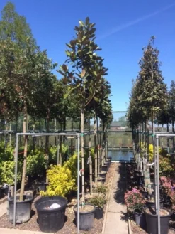 Beverboom (Magnolia Grandiflora 'Gallissoniere') -Planten Verkoopwinkel magnolia grandiflora 10 12 1