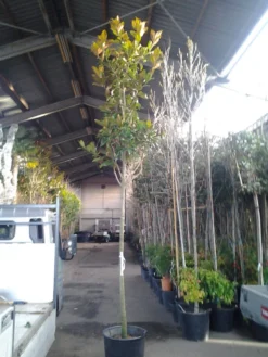 Beverboom (Magnolia Grandiflora 'Gallissoniere') 13 Beverboom (Magnolia Grandiflora 'Gallissoniere') -Planten Verkoopwinkel magnolia grandiflora 1 1