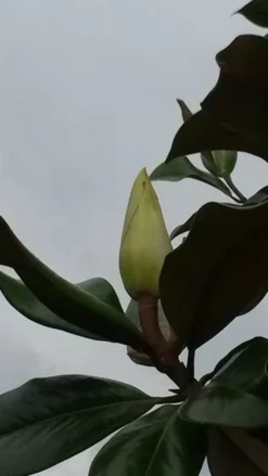 Magnolia (Magnolia Grandiflora 'Gallissoniere') -Planten Verkoopwinkel magnolia grandiflora 2 2