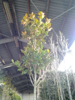 Beverboom (Magnolia Grandiflora 'Gallissoniere') 14 Beverboom (Magnolia Grandiflora 'Gallissoniere') -Planten Verkoopwinkel magnolia grandiflora 2 1