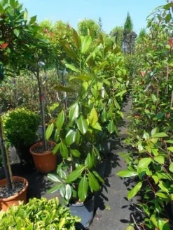 Magnolia (Magnolia Grandiflora 'Gallissoniere') -Planten Verkoopwinkel magnolia grandiflora gallisoniere 100 125 2