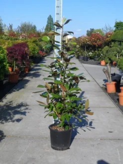 Magnolia (Magnolia Grandiflora 'Gallissoniere') -Planten Verkoopwinkel magnolia grandiflora gallisoniere 125 150 c25 2