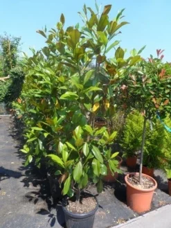 Magnolia (Magnolia Grandiflora 'Gallissoniere') -Planten Verkoopwinkel magnolia grandiflora gallisoniere 150 175 200 cont