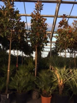 Beverboom (Magnolia Grandiflora 'Gallissoniere') -Planten Verkoopwinkel magnolia grandiflora gallisoniere 16 18ho cont 1