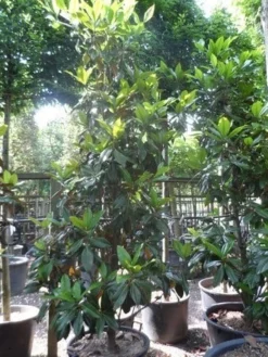 Magnolia (Magnolia Grandiflora 'Gallissoniere') -Planten Verkoopwinkel magnolia grandiflora gallisoniere 250 300 c150 2