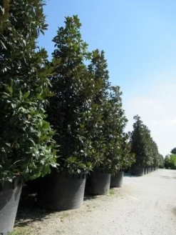 Magnolia (Magnolia Grandiflora 'Gallissoniere') -Planten Verkoopwinkel magnolia grandiflora gallisoniere 2 2