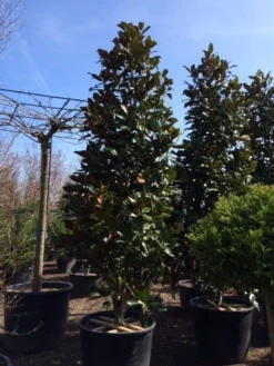 Magnolia (Magnolia Grandiflora 'Gallissoniere') -Planten Verkoopwinkel magnolia grandiflora gallisoniere 350 400 450