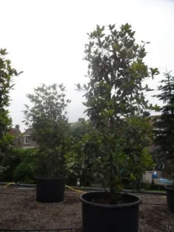 Magnolia (Magnolia Grandiflora 'Gallissoniere') -Planten Verkoopwinkel magnolia grandiflora gallisoniere 350 400 450 c1000 1