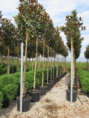 Beverboom (Magnolia Grandiflora 'Gallissoniere') 4 Beverboom (Magnolia Grandiflora 'Gallissoniere') - Afbeelding 4