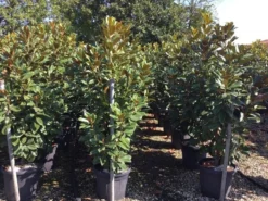 Beverboom (Magnolia Grandiflora 'Goliath') -Planten Verkoopwinkel magnolia grandiflora goliath