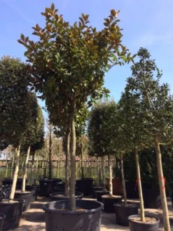 Beverboom (Magnolia Grandiflora 'Gallissoniere') -Planten Verkoopwinkel magnolia grandiflora hoogstam solitair 1