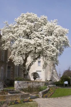 Beverboom (Magnolia Kobus) -Planten Verkoopwinkel magnolia kobus01