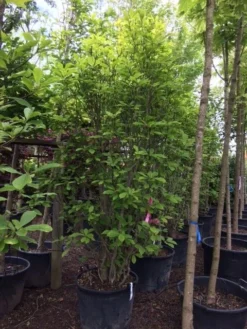 Beverboom (Magnolia Soulangeana) -Planten Verkoopwinkel magnolia soulangeana 300cm c130 1 1