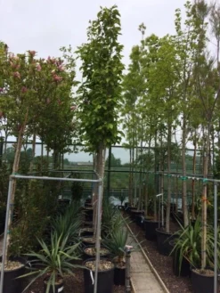 Beverboom (Magnolia Soulangeana Als Boom) -Planten Verkoopwinkel magnolia soulangeana boom 10 12cm