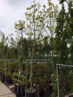 Beverboom (Magnolia Soulangeana Als Boom) -Planten Verkoopwinkel magnolia soulangeana boom 14 16cm