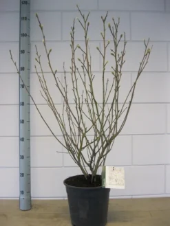 Stermagnolia (Magnolia Stellata) -Planten Verkoopwinkel magnolia stellata c7 november 1