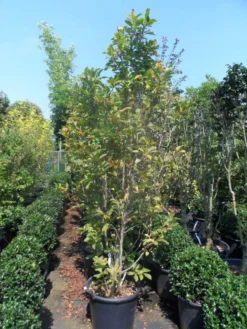Beverboom, Struik (Magnolia Susan) -Planten Verkoopwinkel magnolia susan 175 200 c50 1