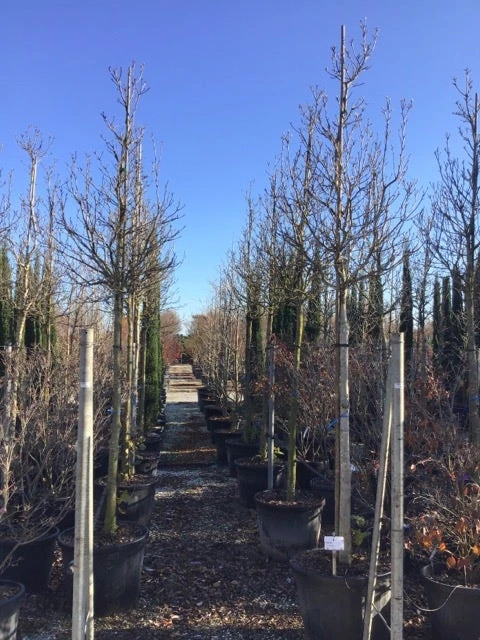 Magnolia Als Boom (Magnolia Stellata) 1 Magnolia Als Boom (Magnolia Stellata)