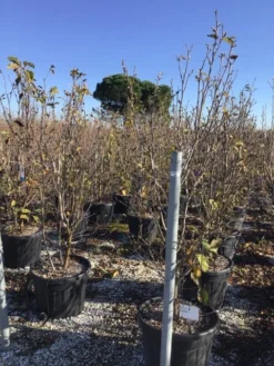 Beverboom (Magnolia 'Genie') -Planten Verkoopwinkel magnoliagenie02