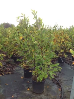 Beverboom (Magnolia Loebneri 'Leonard Messel') -Planten Verkoopwinkel magnolialeonardmessel02