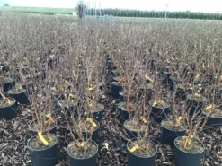 Beverboom (Magnolia Loebneri 'Leonard Messel') -Planten Verkoopwinkel magnolialeonardmessel03