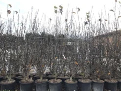 Beverboom, Struik (Magnolia Susan) -Planten Verkoopwinkel magnoliasusanwinter 1