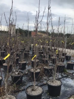 Beverboom (Magnolia Brooklynensis 'Yellow Bird') -Planten Verkoopwinkel magnoliayellowbird02 1