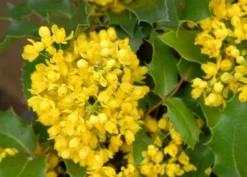 Mahoniestruik (Mahonia Aquifolium 'Apollo') -Planten Verkoopwinkel mahonia apollo bloei