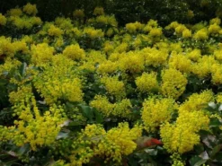 Mahoniestruik (Mahonia Aquifolium 'Apollo') -Planten Verkoopwinkel mahonia apollo toepassing 1 1