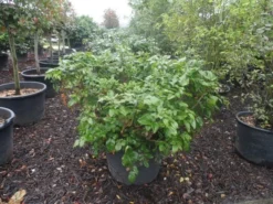 Mahoniestruik (Mahonia Aquifolium 'Apollo') -Planten Verkoopwinkel mahonia aquifolium apollo c130 1