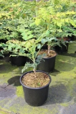 Chinese Mahoniestruik (Mahonia Bealei) -Planten Verkoopwinkel mahonia bealei 1 1