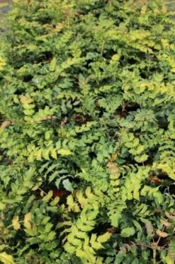 Chinese Mahoniestruik (Mahonia Bealei) -Planten Verkoopwinkel mahonia bealei 2 1