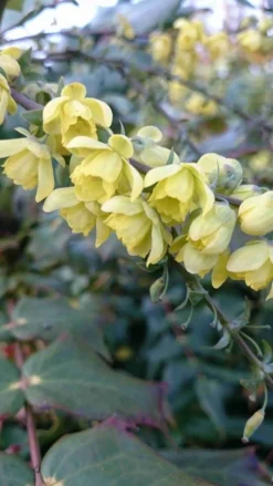 Mahoniestruik (Mahonia Japonica) -Planten Verkoopwinkel mahonia japonica 3 1