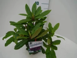 Rhododendron (Rhododendron 'Marcel Menard') -Planten Verkoopwinkel marcel mennard c2 zij