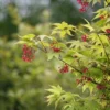 Japanse Esdoorn (Acer Palmatum 'Osakazuki')