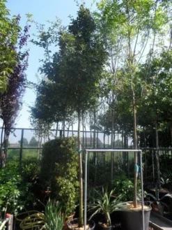 Mispel (Mespilus Germanica) -Planten Verkoopwinkel mespilus germanica 12 14 16ho cont