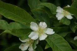 Mispel (Mespilus Germanica) -Planten Verkoopwinkel mespilus germanica 2