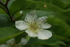 Mispel (Mespilus Germanica) -Planten Verkoopwinkel mespilus germanica 3