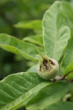 Mispel (Mespilus Germanica) -Planten Verkoopwinkel mespilus germanica 6