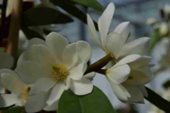 Michelia 'Fairy Magnolia White' -Planten Verkoopwinkel michelia fairy magnolia blush 1