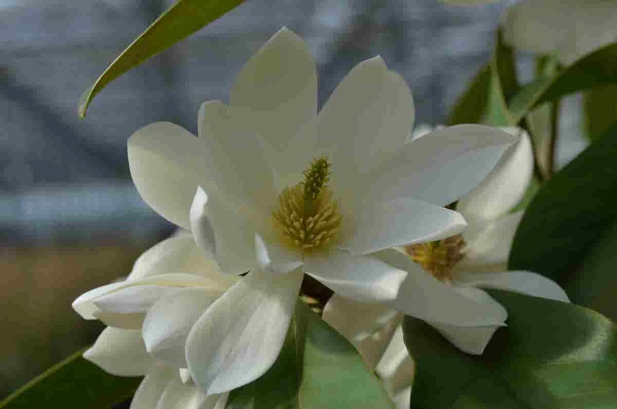 Michelia 'Fairy Magnolia White' 1 Michelia 'Fairy Magnolia White'