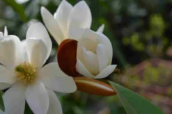 Bestsellers -Planten Verkoopwinkel michelia fairy magnolia blush 4 1