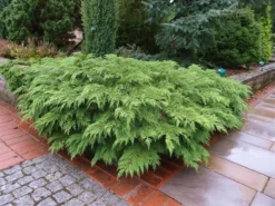 Valse Jeneverbes (Microbiota Decussata) -Planten Verkoopwinkel microbiota decussata