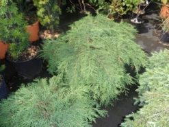 Valse Jeneverbes (Microbiota Decussata) -Planten Verkoopwinkel microbiota decussata 60 80 c12 1