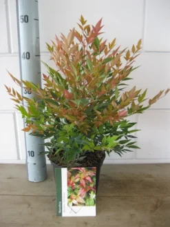 Hemelse Bamboe (Nandina Domestica 'Gulf Stream') -Planten Verkoopwinkel nandina dom. gulfstream c2 26 07 2017