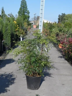 Hemelse Bamboe (Nandina Domestica) -Planten Verkoopwinkel nandina domestica 100 125 c35