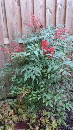 Hemelse Bamboe (Nandina Domestica) -Planten Verkoopwinkel nandina domestica 1 1