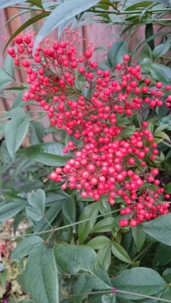 Hemelse Bamboe (Nandina Domestica) -Planten Verkoopwinkel nandina domestica 3