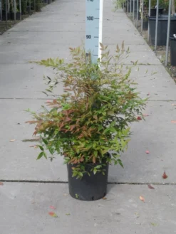 Hemelse Bamboe (Nandina Domestica) -Planten Verkoopwinkel nandina domestica 50 60 c10 1